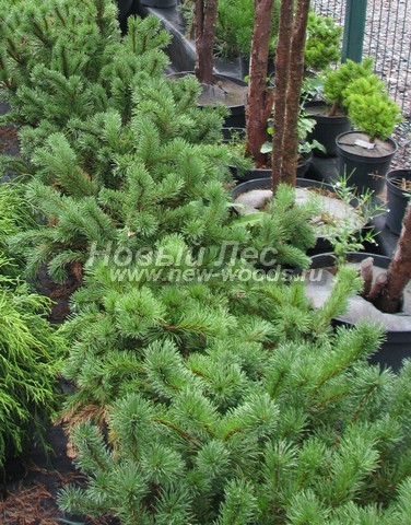 �������� ����� ������ (������� Pinus mugo) - ���� 609 - ����� �� ����������� �������� (������������ ��������)
