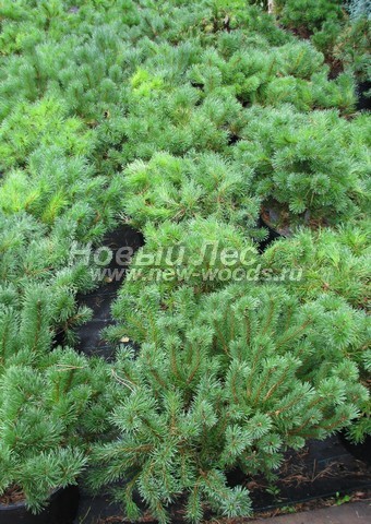 �������� ����� ������ (������� Pinus mugo) - ���� 610 - ����� ������ - �������� �� �������� �������� ��������� (����������)