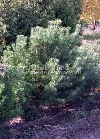 �������� ����� ������ (������� Pinus mugo) - ���� 611 - �������� ����� ������ � ��������� (������, �����, ������ 70 ��)