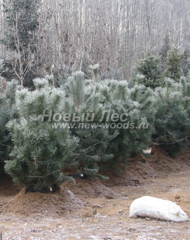 �������� ����� ������ ����������� (������� Pinus nigra) - ���� 601 - �������� ����� ������ ����������� �� ���������, ������������ ��� ������ � ����������� ������� (���������� �������, ������, �����)