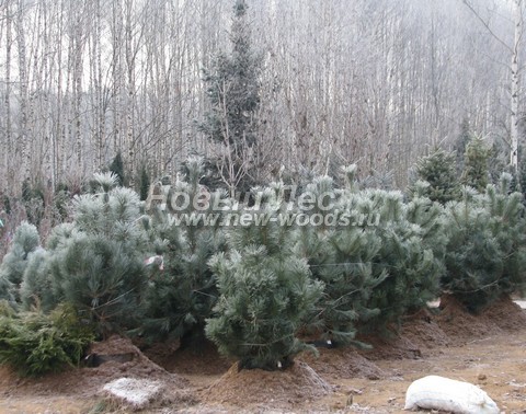     ( Pinus nigra) -  602 -   (Pinus nigra) -         (     )
