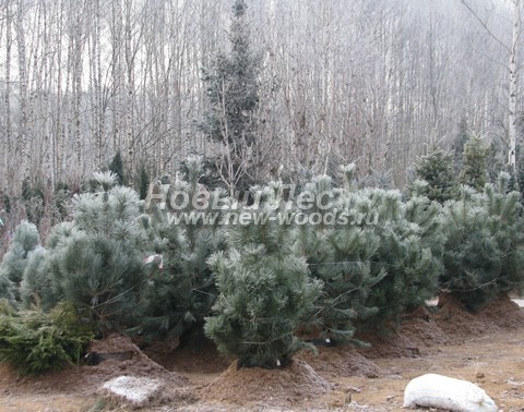 �������� ����� ������ ����������� (������� Pinus nigra) - ���� 602 - ����� ������ (Pinus nigra) - ������� ��� ������� � ������ �������� ������������ ������� (������ � ������� �������� �� ���������)