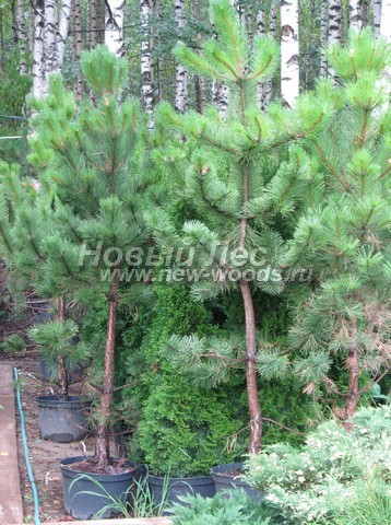 �������� ����� ������ ����������� (������� Pinus nigra) - ���� 603 - ������� ����� ������, ������������ � ��������� � ����������� (10 ������, ������ 3 �����, ������)