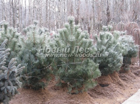 �������� ����� ������ ����������� (������� Pinus nigra) - ���� 604 - ����� ���������� � �������� ����� �������� ����� ������ � ��������� ������� �������������, ����� �� ��������� ����� �������� (����, �������)