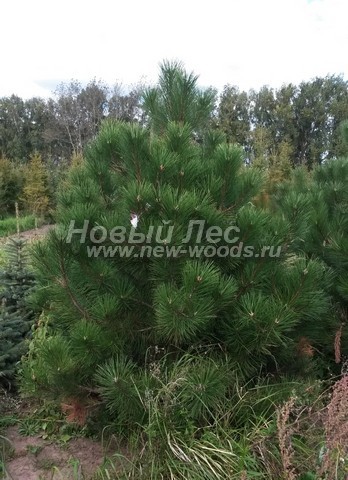 �������� ����� ������ ����������� (������� Pinus nigra) - ���� 605 - ������� ����� ������ � ��������� � ���� ������� (�����, ��������)