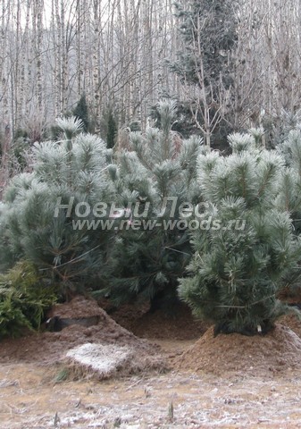 �������� ����� ������ ����������� (������� Pinus nigra) - ���� 606 - ���������� �������� ����� ������ ��� ����������� ���������� � ���������� �������� (� ����������� ����)