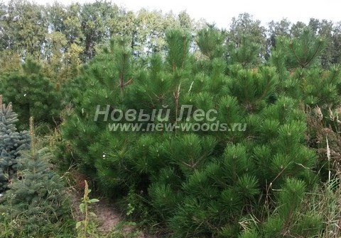     ( Pinus nigra) -  607 -    ,        
