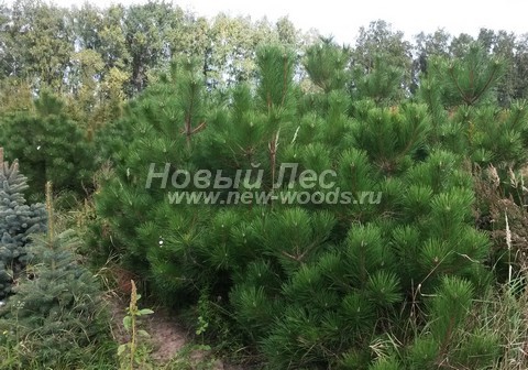 �������� ����� ������ ����������� (������� Pinus nigra) - ���� 607 - ������� ����� ������ �����������, �� ����������� � ��������� � ���� ������� �����