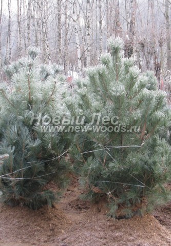     ( Pinus nigra) -  608 -    -   (  250 - 300 )