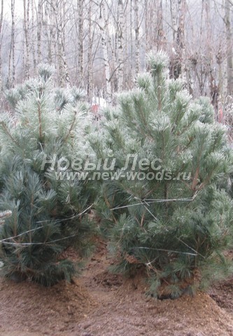 �������� ����� ������ ����������� (������� Pinus nigra) - ���� 608 - �������� ���� ��������� - ����� ������ (�������� ������� 250 - 300 ��)