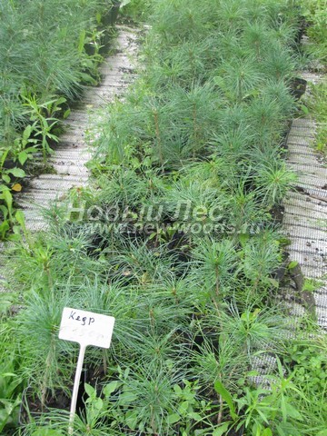 �������� ���������� ����� (������� Pinus sibirica, ����� ��������� ��������) - ���� 601 - ��������, �������� �������� ���������� ����� (Pinus sibirica) � ����������� - ���� ������� ����� (�������� �������, ����������� �����)