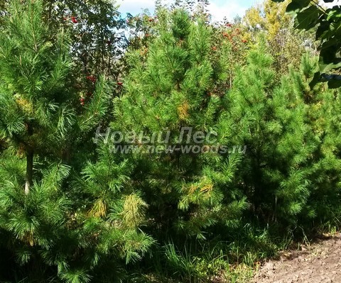 �������� ���������� ����� (������� Pinus sibirica, ����� ��������� ��������) - ���� 603 - ����������� �������� ����� ��������� �������� � ���� ������� ������� �������� (�����, ��������)