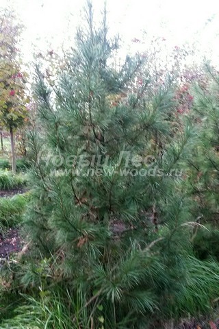    ( Pinus sibirica,   ) -  604 -   -   ,            
