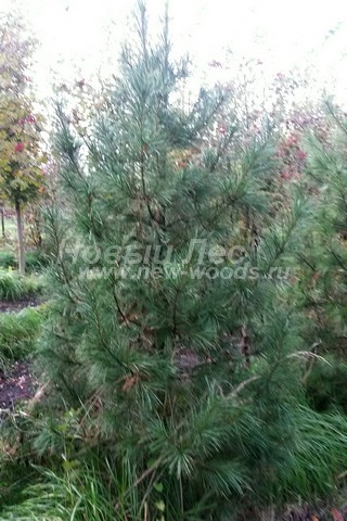 �������� ���������� ����� (������� Pinus sibirica, ����� ��������� ��������) - ���� 604 - ��������� ���� - ���� �� ��������, ���������� ����������� ��������� ��� ������� � ������ ������������ ������� � ���������� �������