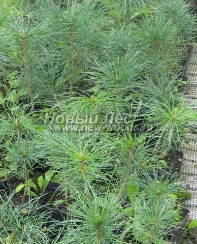 �������� ���������� ����� (������� Pinus sibirica, ����� ��������� ��������) - ���� 605 - ������ � ������� �������� ����� ���������� ������� ������������� � �������������� � ���������-���������