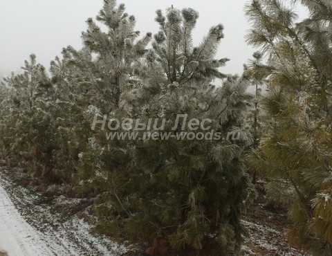 �������� ���������� ����� (������� Pinus sibirica, ����� ��������� ��������) - ���� 606 - ��������, ������������� ������ � ���������, - ��������� ���� ������������ � ������������ ������� (����, �������, ���������� �������)