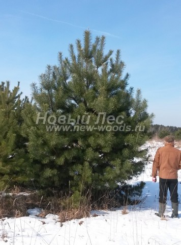 �������� ����� ������������ (������� Pinus sylvestris) - ���� 601 - ����� ������������ (Pinus sylvestris), ���������� � ��������� ��� ������� �� ������� � ������ ������� �� ���������� � ��������������� � ����-��������� ������ ����������� ���������