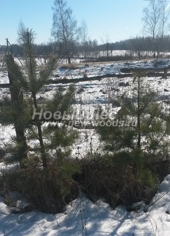 �������� ����� ������������ (������� Pinus sylvestris) - ���� 602 - ������� ������� ����� ������������, ���������� � ����������� ������ ���������� ������� ������, ������ ������������ � � ����������� ���� �����