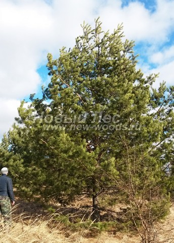 �������� ����� ������������ (������� Pinus sylvestris) - ���� 603 - ������������ ������� ������ ����� ������������, ������� ����� ���������� �� ��������� � �������� � ������� ������ ���������� ������� (������ 6 ������)