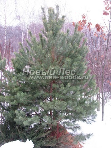    ( Pinus sylvestris) -  604 -  ,    ,         ( ,  )