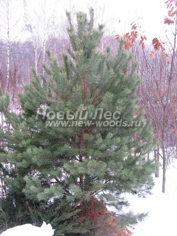 �������� ����� ������������ (������� Pinus sylvestris) - ���� 604 - ����� ������������, ������� ������ �� ���������, ������������ �� ������� �� �������� �������� �������� ������ (����������� �����, ���������� �������)