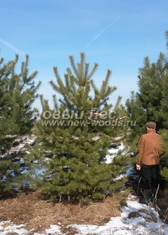 �������� ����� ������������ (������� Pinus sylvestris) - ���� 605 - ��� ������ �������� ����� ������ ����� ������ ����������� ���������� � �����������, �������� ������, ����� �������� � ����� �� ��������� � ����������� ����� ����������� (������ 3,5 �����)