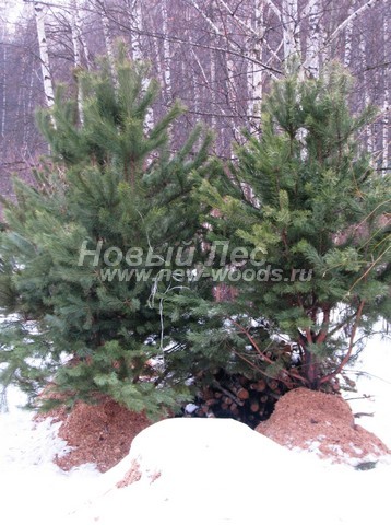    ( Pinus sylvestris) -  606 -   ,             (      ,   -  2  2,5 )