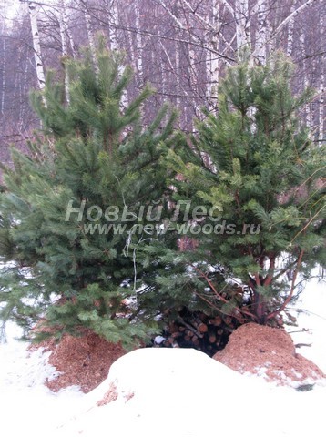 �������� ����� ������������ (������� Pinus sylvestris) - ���� 606 - ������� ����� ������������, ������������ �� ��������� �� ������� � ��������� ������� �� ������� ����� ���� (���������� ������ � ��������� ������ ���������� �������, ������ �������� - �� 2 �� 2,5 ������)