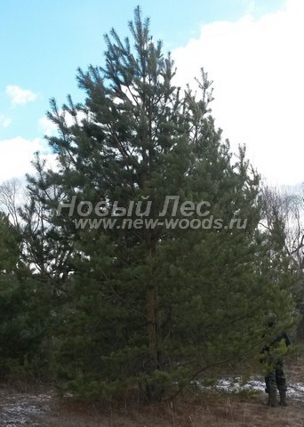    ( Pinus sylvestris) -  607 -    -                     (  7,5 )