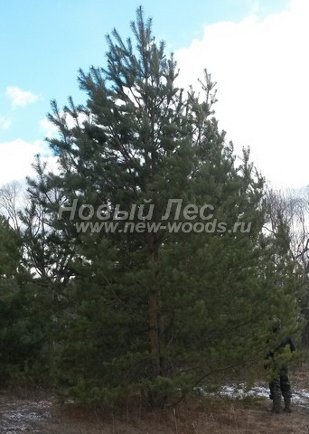 �������� ����� ������������ (������� Pinus sylvestris) - ���� 607 - ��������� � ��������� - ������ ������ �� ���������� ��� ������� � ������ ������� ������������ ������� ��� ����� �� ����������� � ���������� ������ ��������� ������� (������ ����� 7,5 ������)