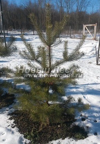    ( Pinus sylvestris) -  608 -    ,        -  