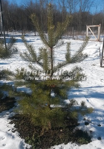 �������� ����� ������������ (������� Pinus sylvestris) - ���� 608 - ���� �� ������� �������, ���������� ������ �� ��������� �� ������� � �������-��������� ������ ������������