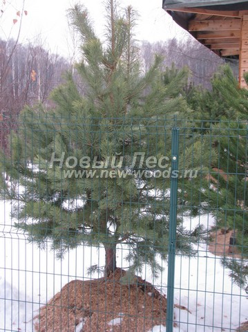 �������� ����� ������������ (������� Pinus sylvestris) - ���� 609 - ������ ����� ������������, ������������ �� ������� � ���-������ ������ �� ����� �������� �������� � ����������� ������ ���������� �������