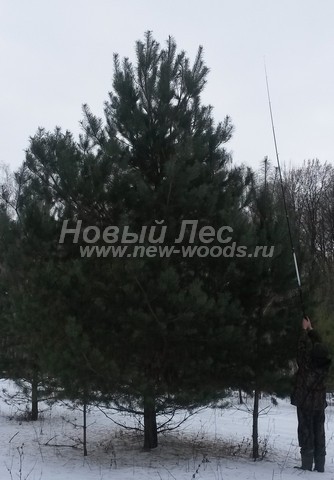 �������� ����� ������������ (������� Pinus sylvestris) - ���� 610 - ��������� ������ ���������� ����� ������������ � ��������� - ��������� � ����������� �������� �������� ������ ������� 6 ������ ��� ��������� �� ������� � ��������-��������� ����� �����������