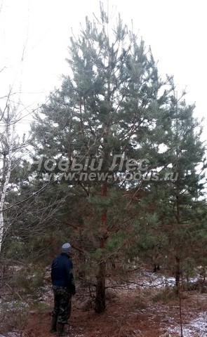 �������� ����� ������������ (������� Pinus sylvestris) - ���� 611 - �������� ������� ����� ������������: ������ ������ - ���� �� ���������� � ��������� ��� ���������� ������������ ���������� � �������-�������� ������ ���������� �������
