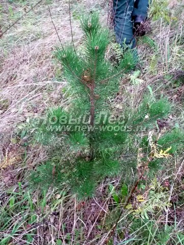 �������� ����� ������������ (������� Pinus sylvestris) - ���� 612 - ����� ������������ ������� 65 �� (������� ���� ��������� ���� ���������, �������� �������)