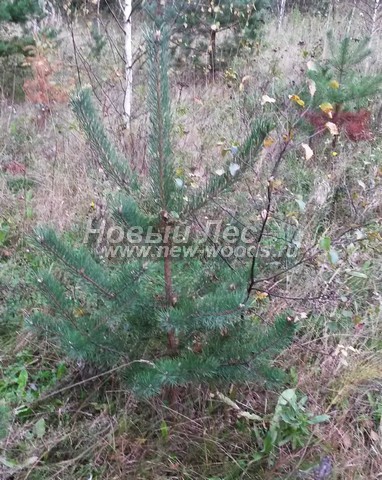 �������� ����� ������������ (������� Pinus sylvestris) - ���� 613 - ��� �������� ����� ����� ��� ����������� � ��������� �� �������� ������������� ������, � ���� ����� 75 �� � ������ (���� ��������� � ����������� ������ �������� �������)