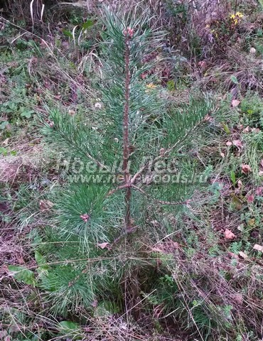    ( Pinus sylvestris) -  614 -         ( ,  )