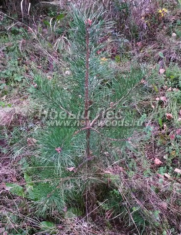 �������� ����� ������������ (������� Pinus sylvestris) - ���� 614 - ������� ������ ����� ������������ � ��������� ���� ��������� (����������� �����, �������� �������)