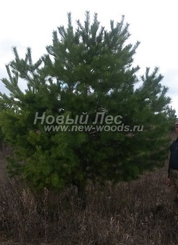    ( Pinus sylvestris) -  615 -                  