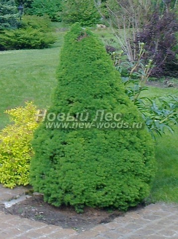       (  , Picea glauca 'Conica') -  701 -    (Picea glauca 'Conica'),           