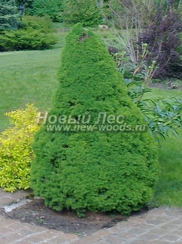 ������� ��� ����� ������ � ��������� (��� ��������� ������, Picea glauca 'Conica') - ���� 701 - ��� ��������� ������ (Picea glauca 'Conica'), ���������� ����������� � ����� ����� ���������� ����� �������� ���������� ������������ �������