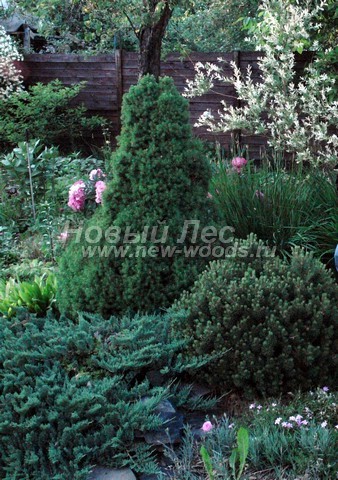 ������� ��� ����� ������ � ��������� (��� ��������� ������, Picea glauca 'Conica') - ���� 702 - ������� ������� �������� ��� ����� ������ ����� �������������� � ������������ ����������� � ������� ����������� � �������� ����������