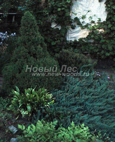 ������� ��� ����� ������ � ��������� (��� ��������� ������, Picea glauca 'Conica') - ���� 704 - ������� ��� ����� ������ � ������������ ���������� �� ��������� ������� ������� ����� ����������� ����