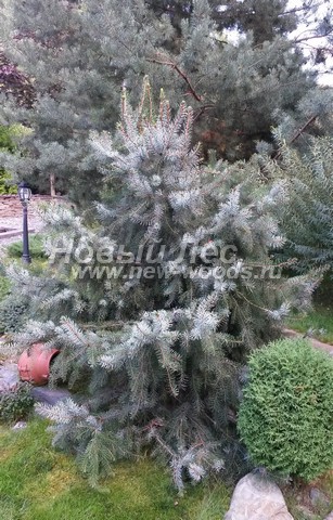 ������� ��� �������� � ��������� (Picea omorika) - ���� 701 - ������� ��� �������� � ����������� ���������� ������� ��������