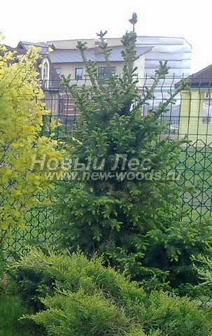 ������� ��� �������� � ��������� (Picea omorika) - ���� 702 - ������� ��� �������� � ��������� (������� ����� ������)