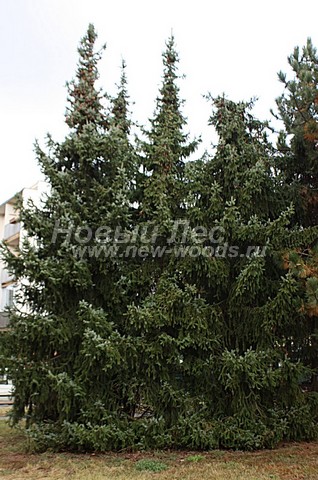������� ��� �������� � ��������� (Picea omorika) - ���� 703 - ������� ���� �������� � ����������� ������� ������