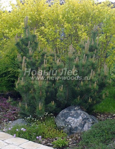 ������� ����� ������ � ��������� (Pinus mugo) - ���� 701 - ����� ������ � ������������ ���������� �� ������� ����� ����������� ���� (�������� ��������, ���������� �������)