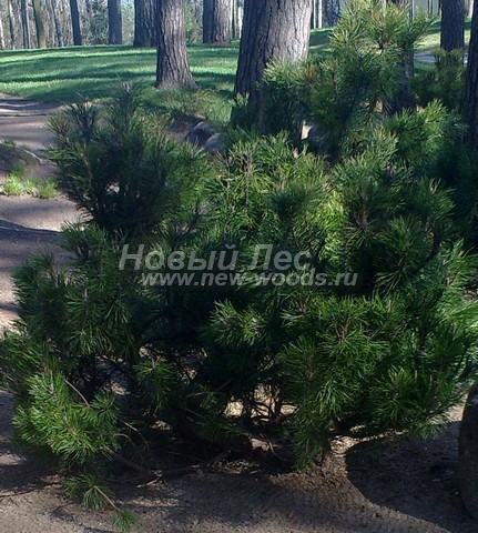      (Pinus mugo) -  702 -   -  ,       