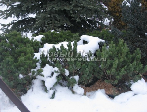 ������� ����� ������ � ��������� (Pinus mugo) - ���� 704 - �������� ����� ������ ��� ������ �� ������� � ����������� ��������